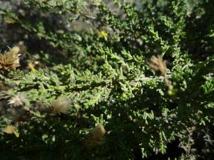 Ericameria ericoides Leaf